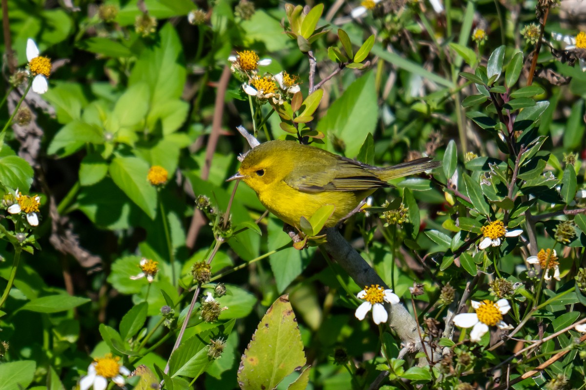 Wilson's Warbler - ML628807470