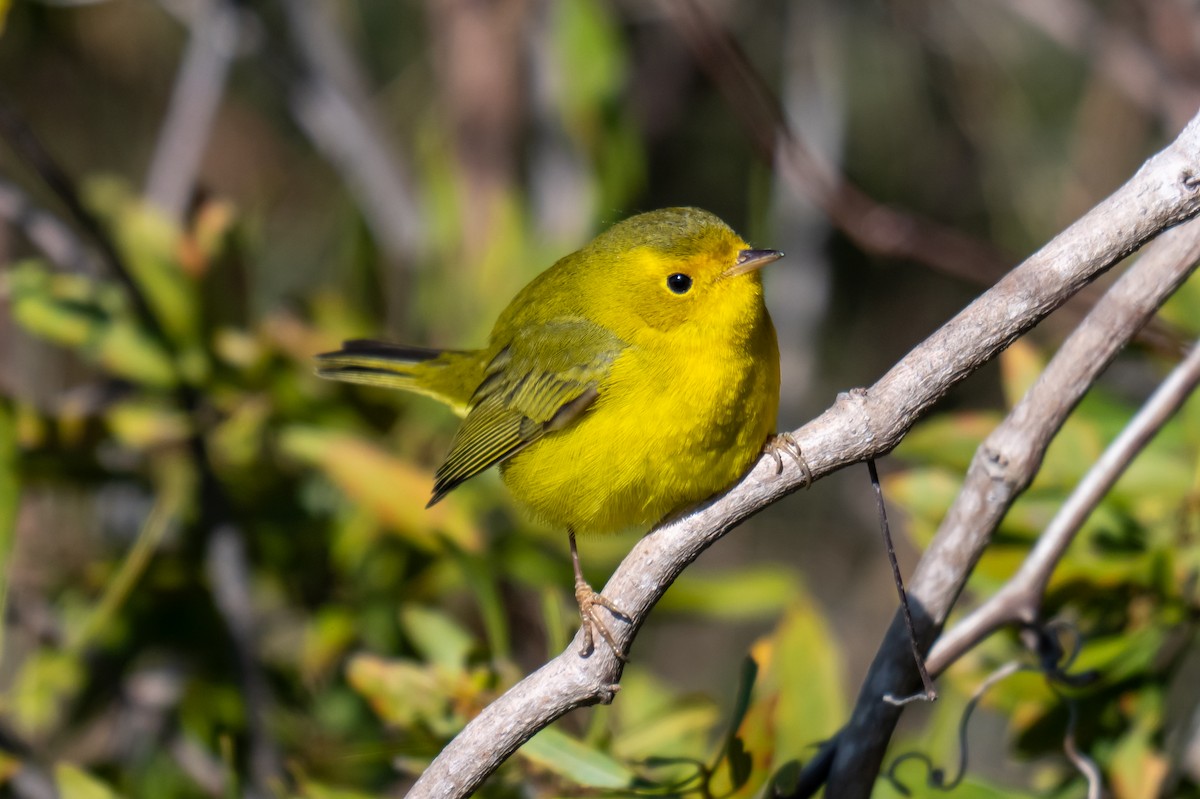 Wilson's Warbler - ML628807471