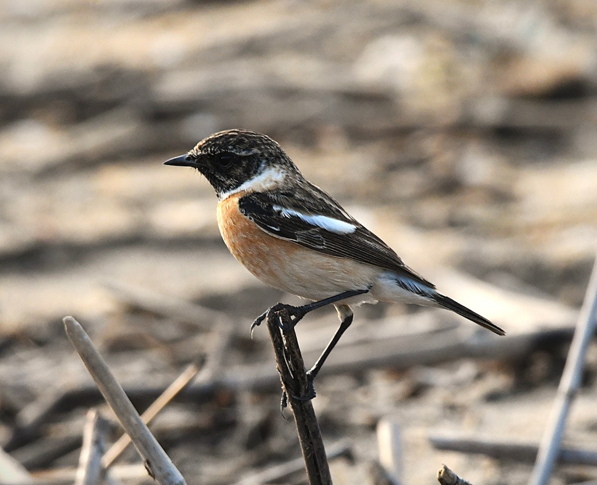 Siberian Stonechat - ML628807475