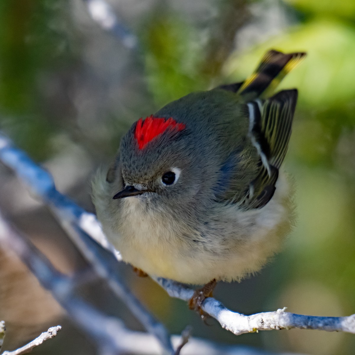 Ruby-crowned Kinglet - ML628807491