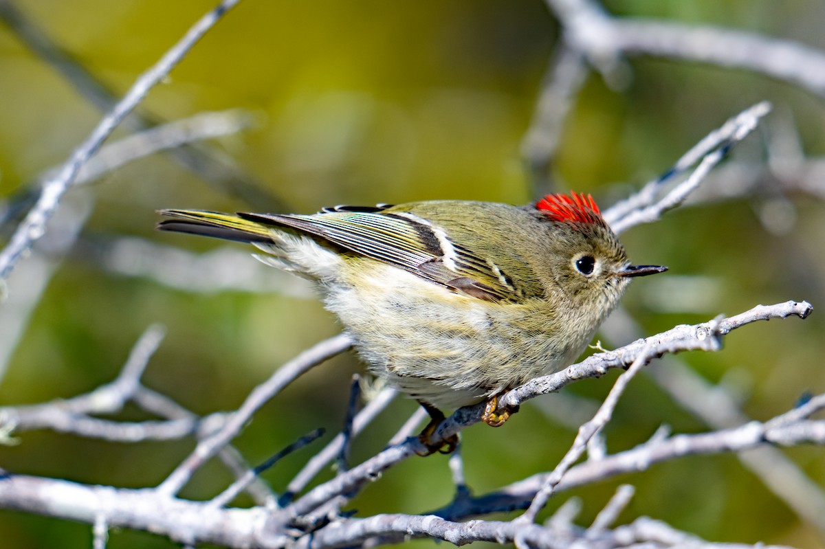 Ruby-crowned Kinglet - ML628807492