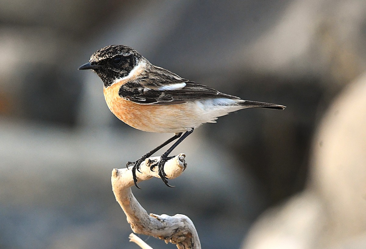 Siberian Stonechat - ML628807525