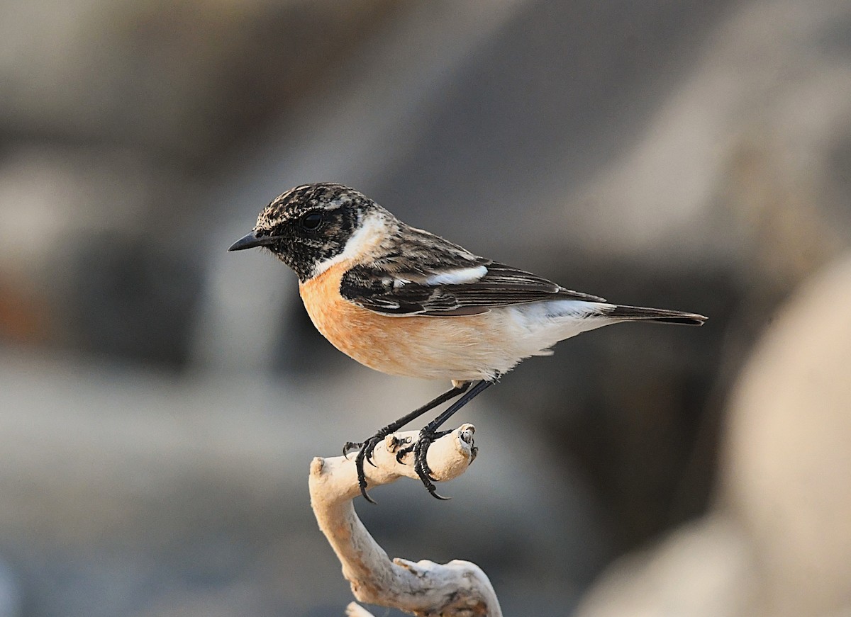 Siberian Stonechat - ML628807605