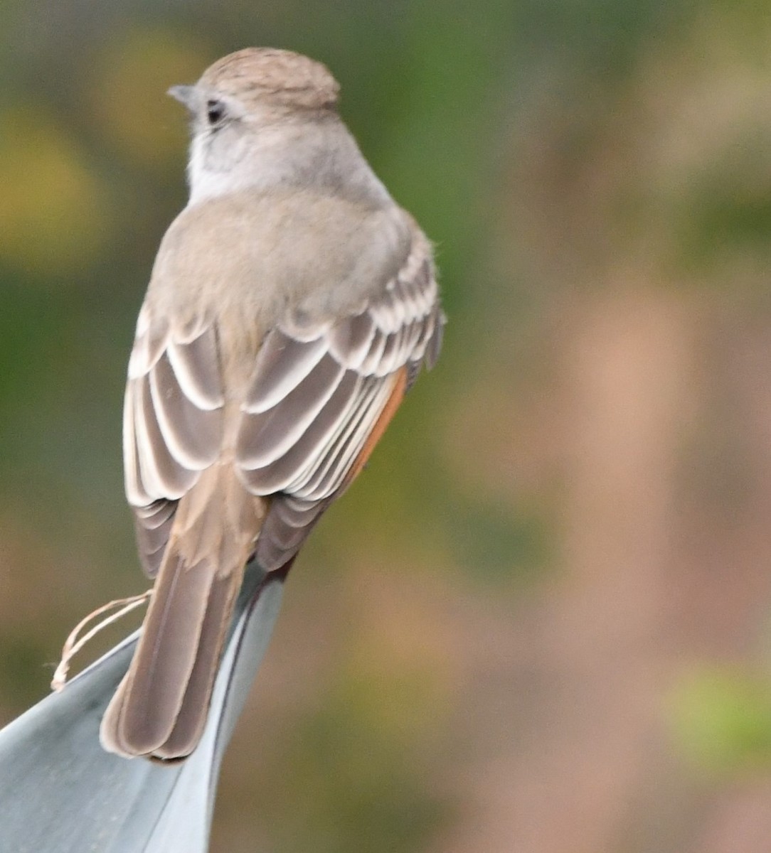 Empidonax sp. - ML628807616