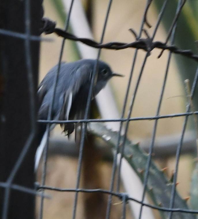 Blue-gray Gnatcatcher - ML628807625