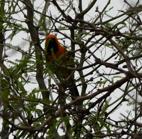 Hooded Oriole - ML628807638
