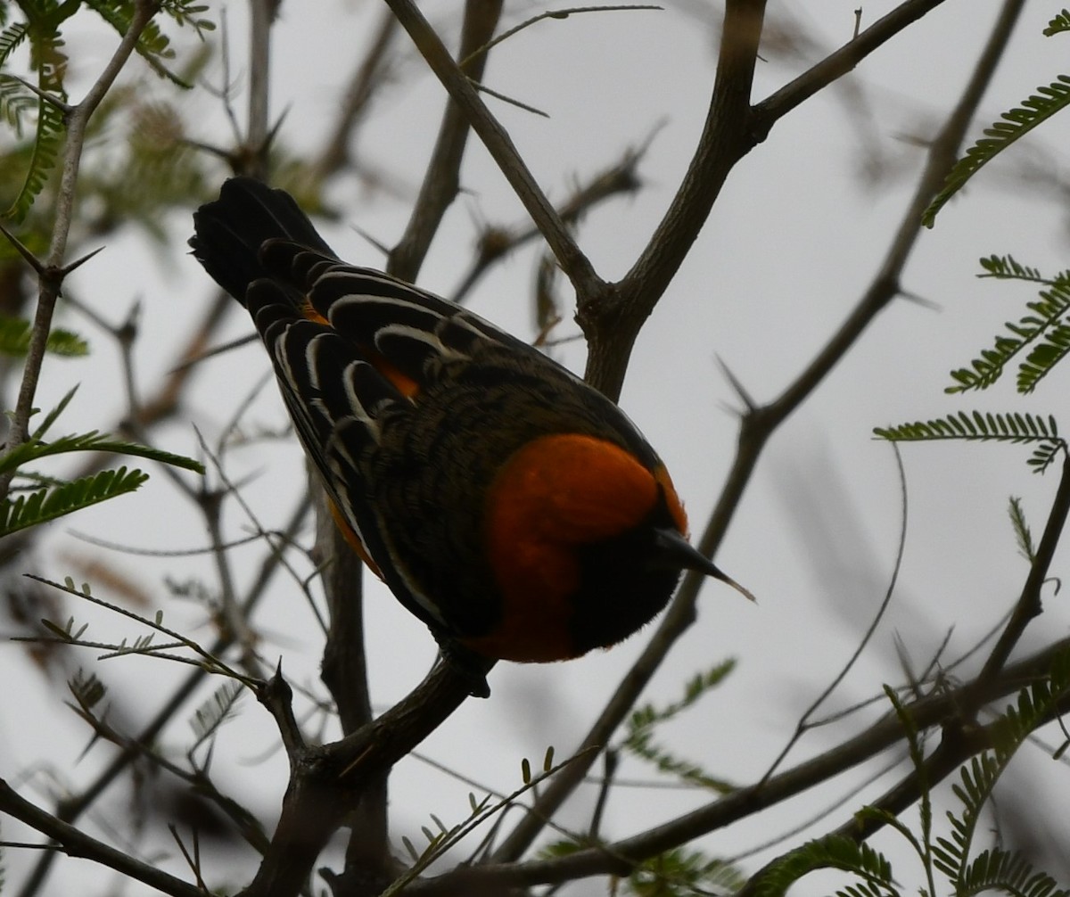 Hooded Oriole - ML628807639