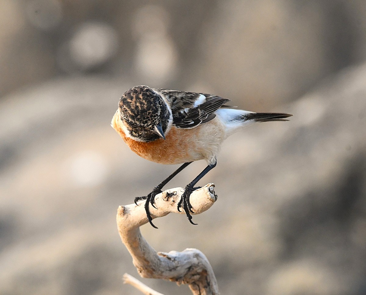 Siberian Stonechat - ML628807669