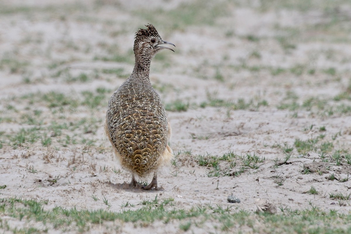 Ornate Tinamou - ML628807697