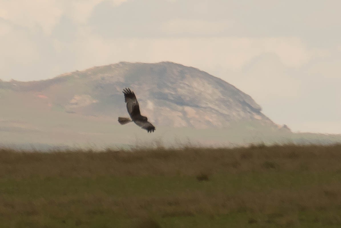 Malagasy Harrier - ML628807702