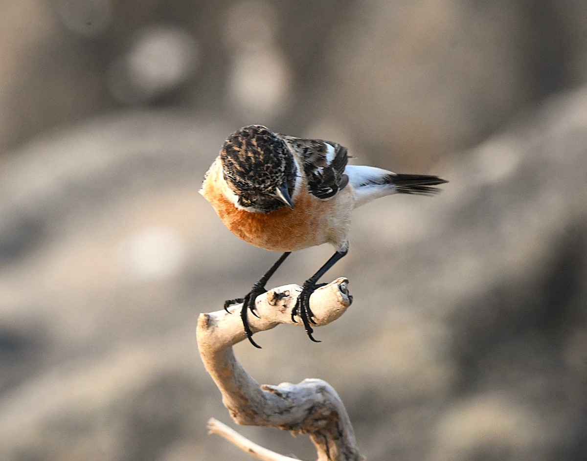 Siberian Stonechat - ML628807703