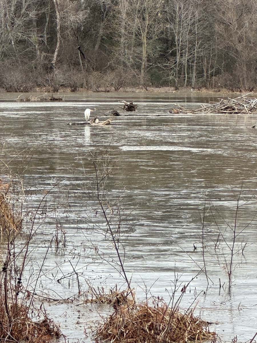 Great Egret - ML628807708