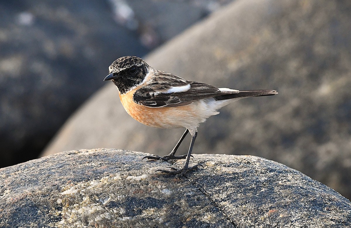 Siberian Stonechat - ML628807759