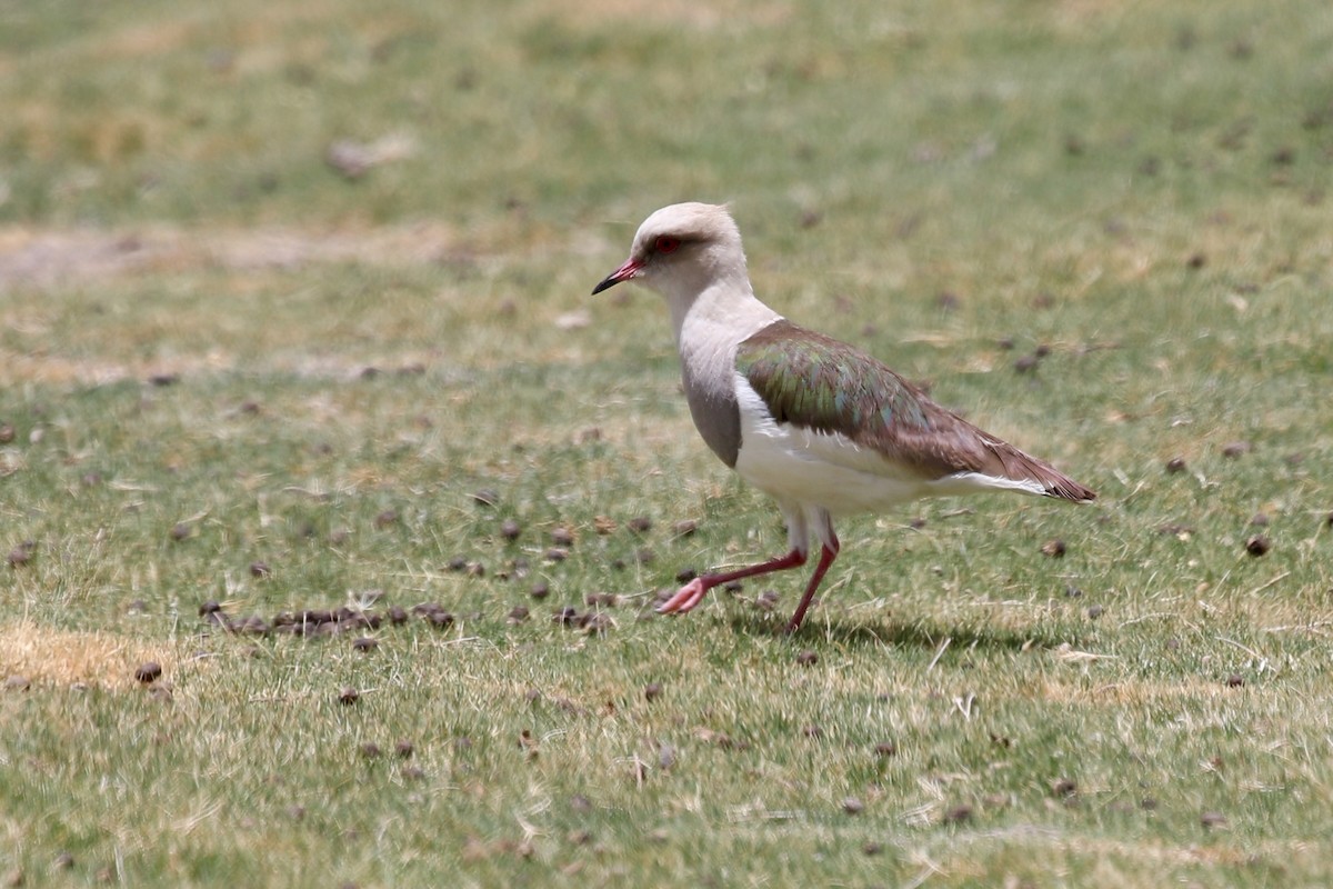 Andean Lapwing - ML628807761