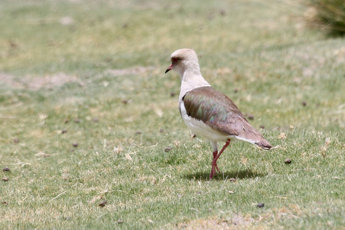 Andean Lapwing - ML628807762