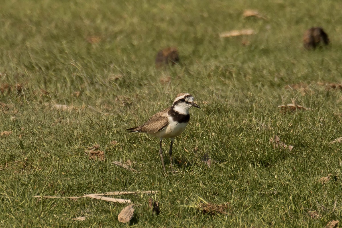 Madagascar Plover - ML628807791