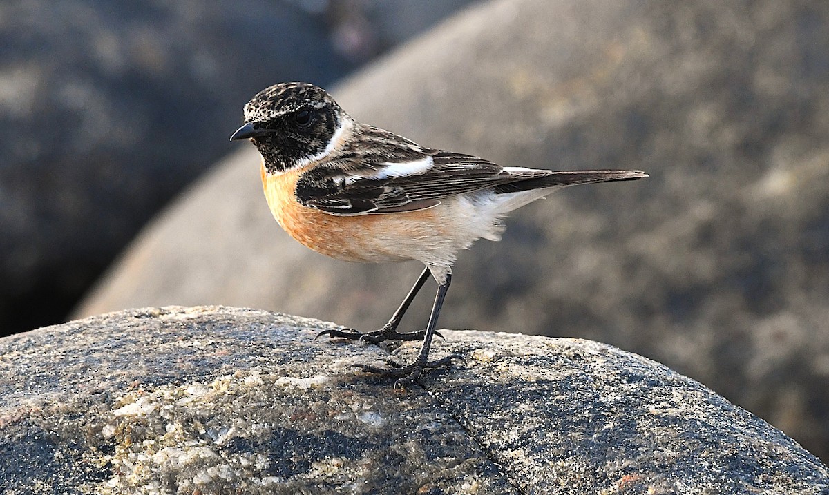 Siberian Stonechat - ML628807821