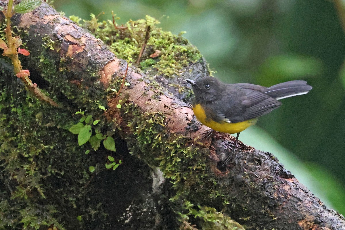 Slate-throated Redstart - ML628807831