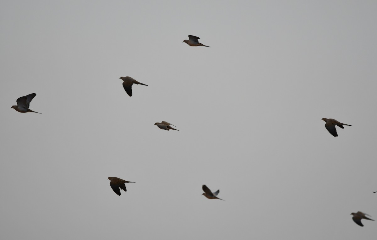 Mourning Dove - ML628807883