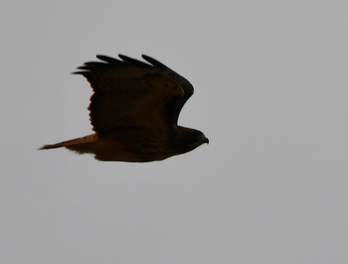 Red-tailed Hawk - ML628807890