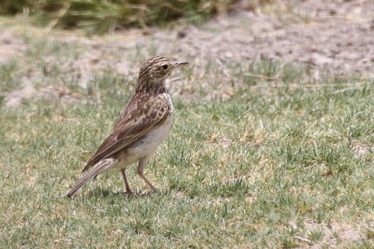 Puna Pipit - ML628807891