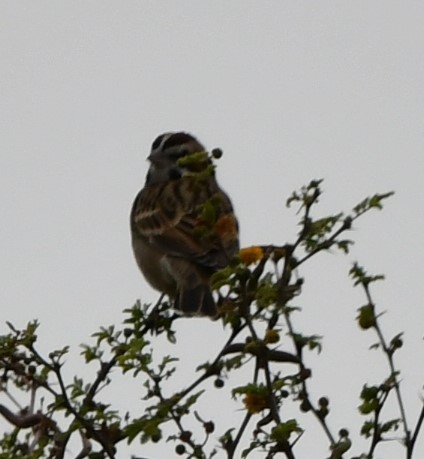 Lark Sparrow - ML628807896