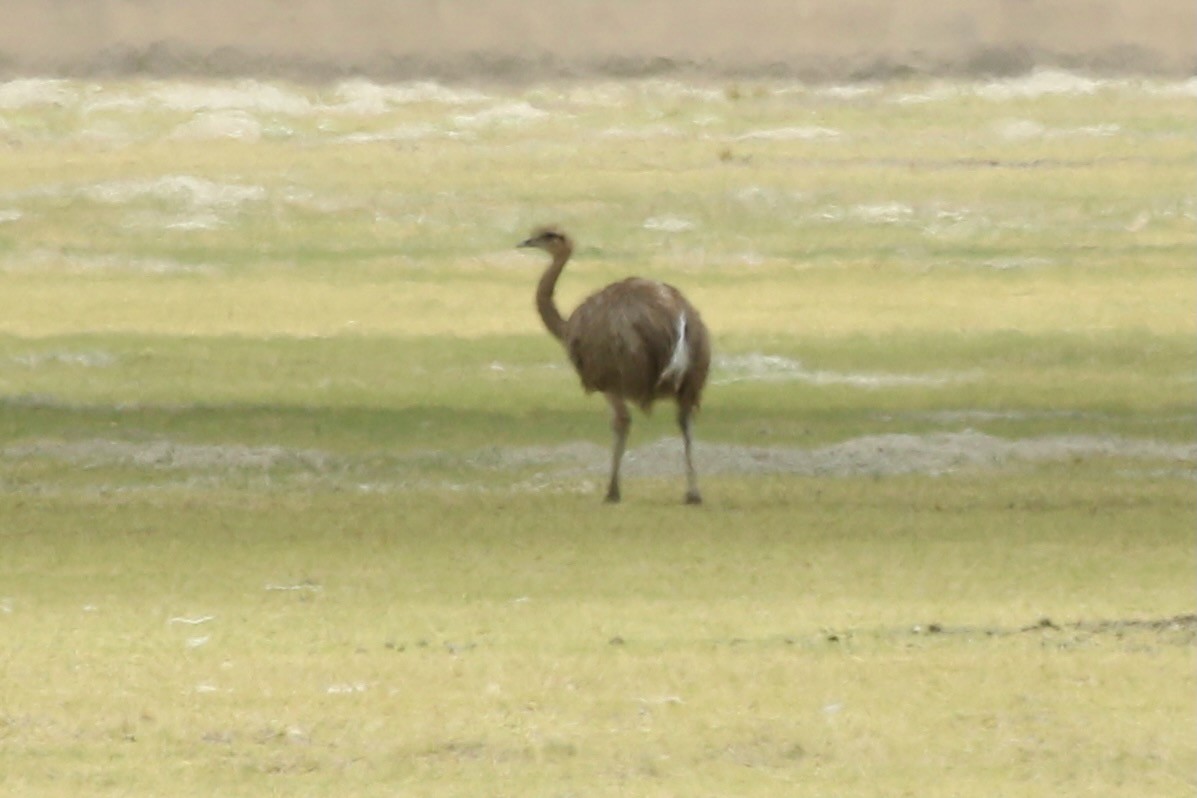 Lesser Rhea - ML628807929