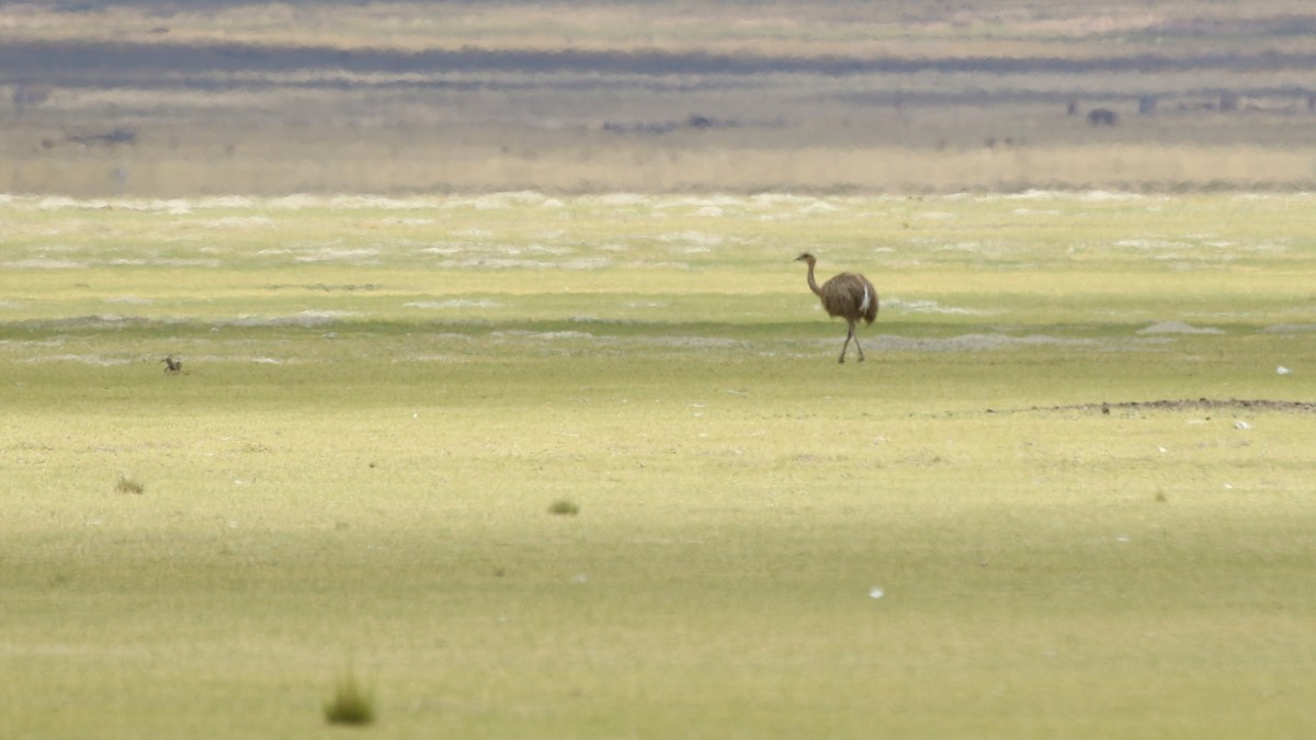 Lesser Rhea - ML628807930