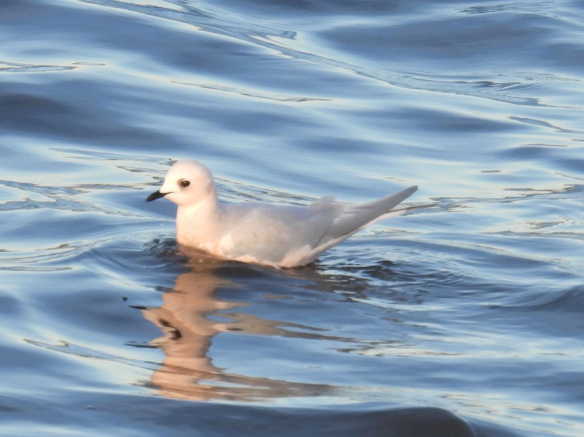 Ross's Gull - ML628807954