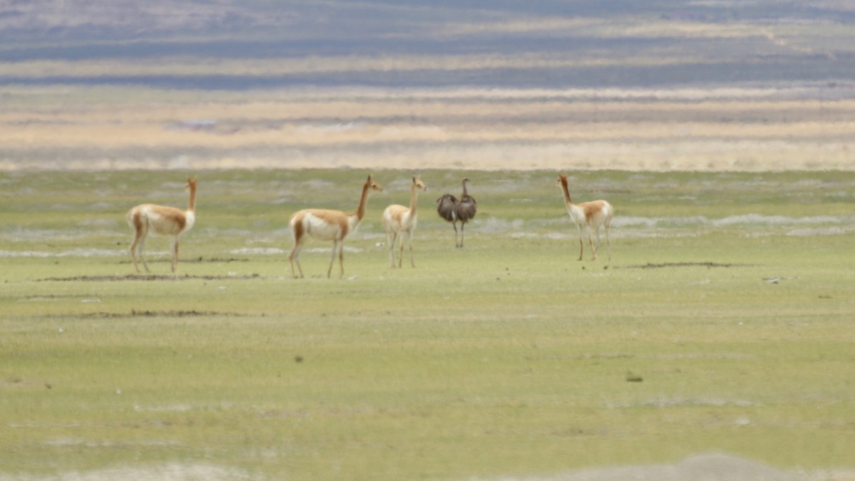 Lesser Rhea - ML628807955