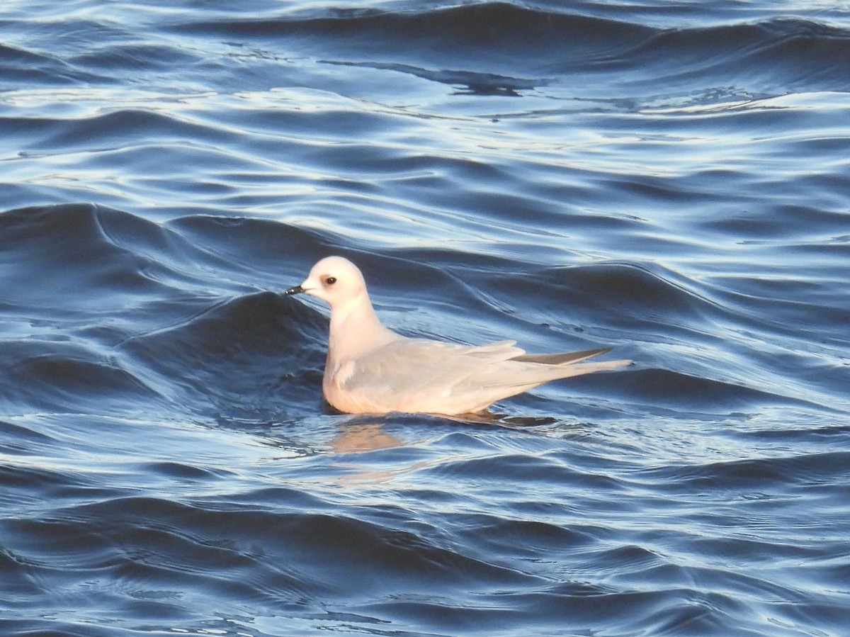 Ross's Gull - ML628807965