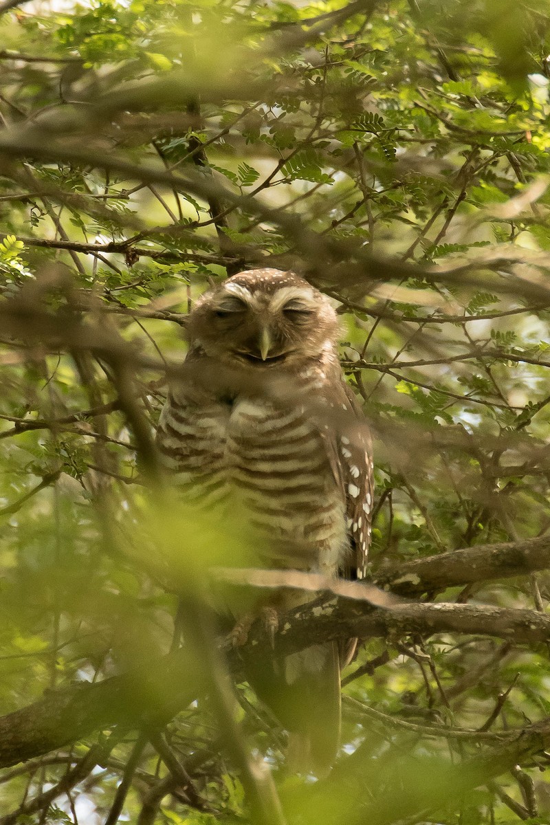 White-browed Owl - ML628807968