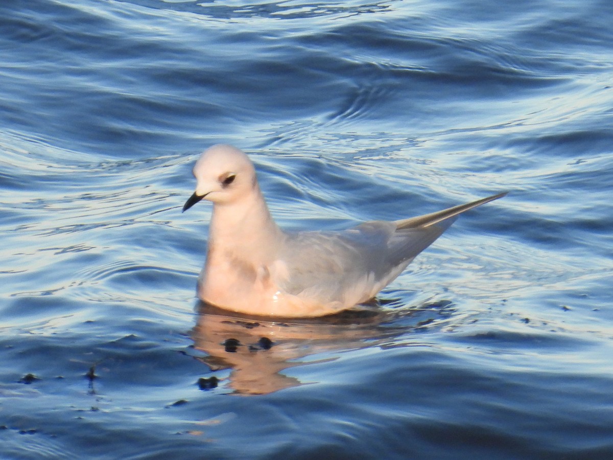 Ross's Gull - ML628807973
