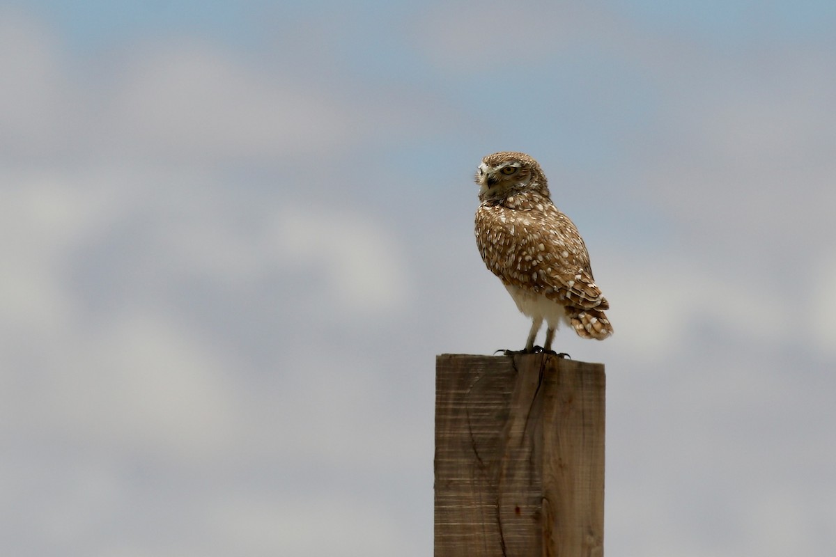 Burrowing Owl - ML628808037