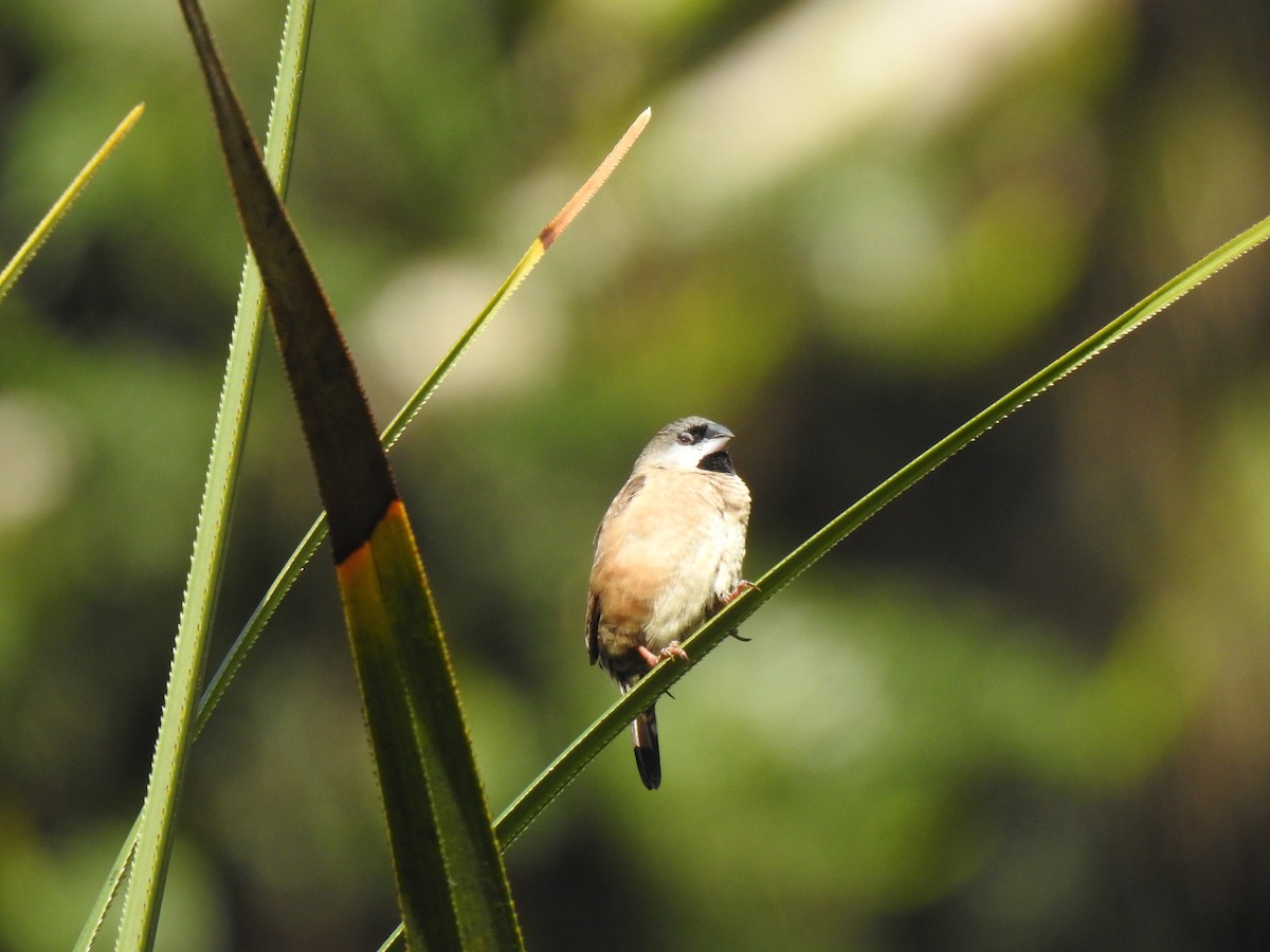 Madagascar Munia - ML628808077