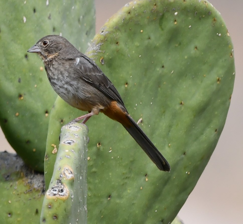 Canyon Towhee - ML628808083