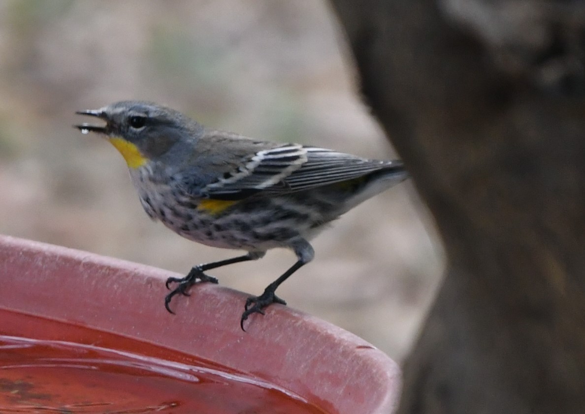 Yellow-rumped Warbler - ML628808095