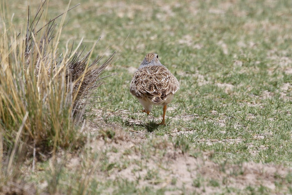 Gray-breasted Seedsnipe - ML628808097