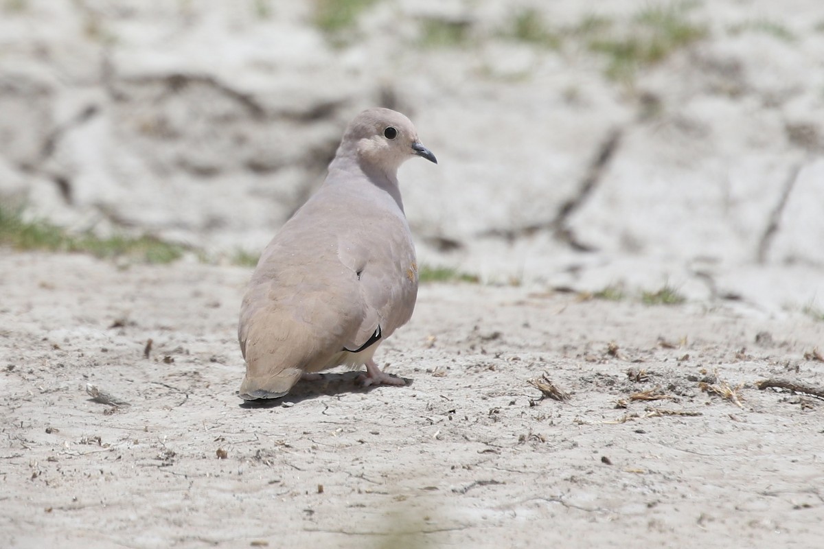 Golden-spotted Ground Dove - ML628808145