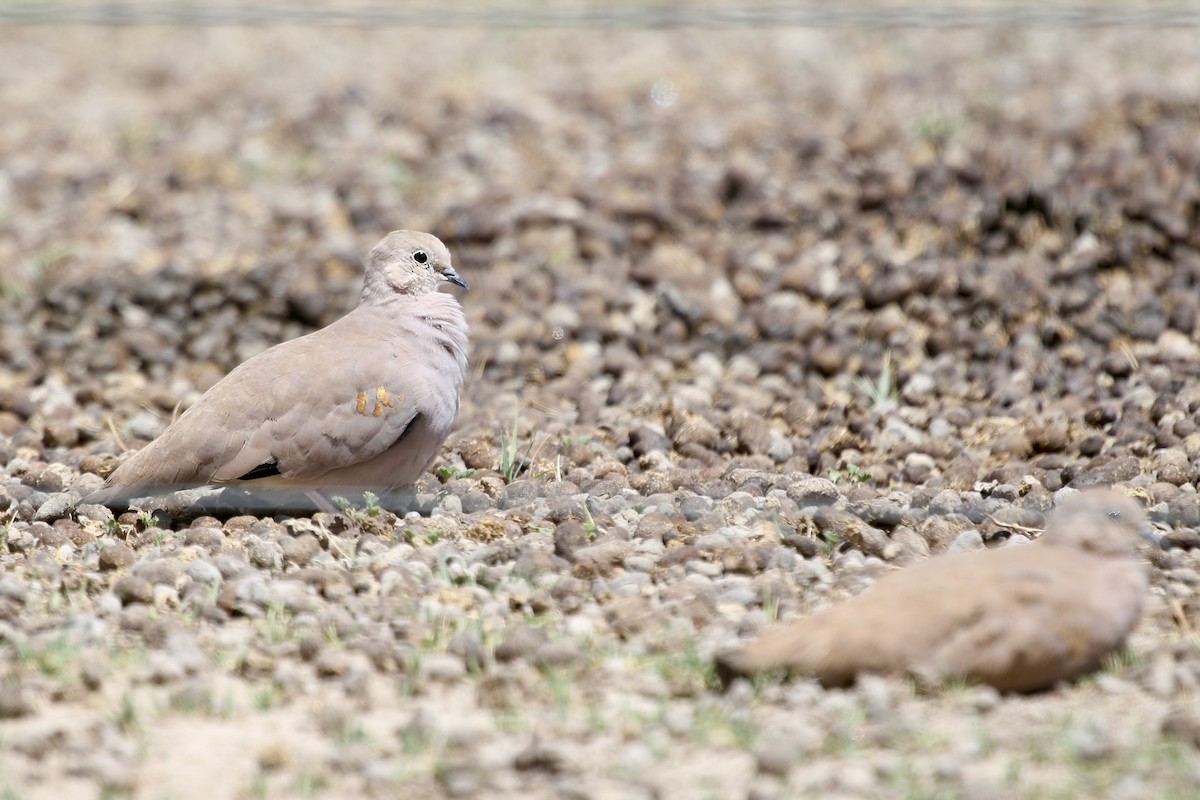 Golden-spotted Ground Dove - ML628808146