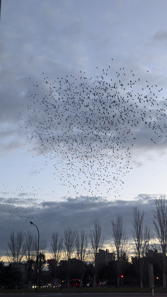 Taccola - ML628808191