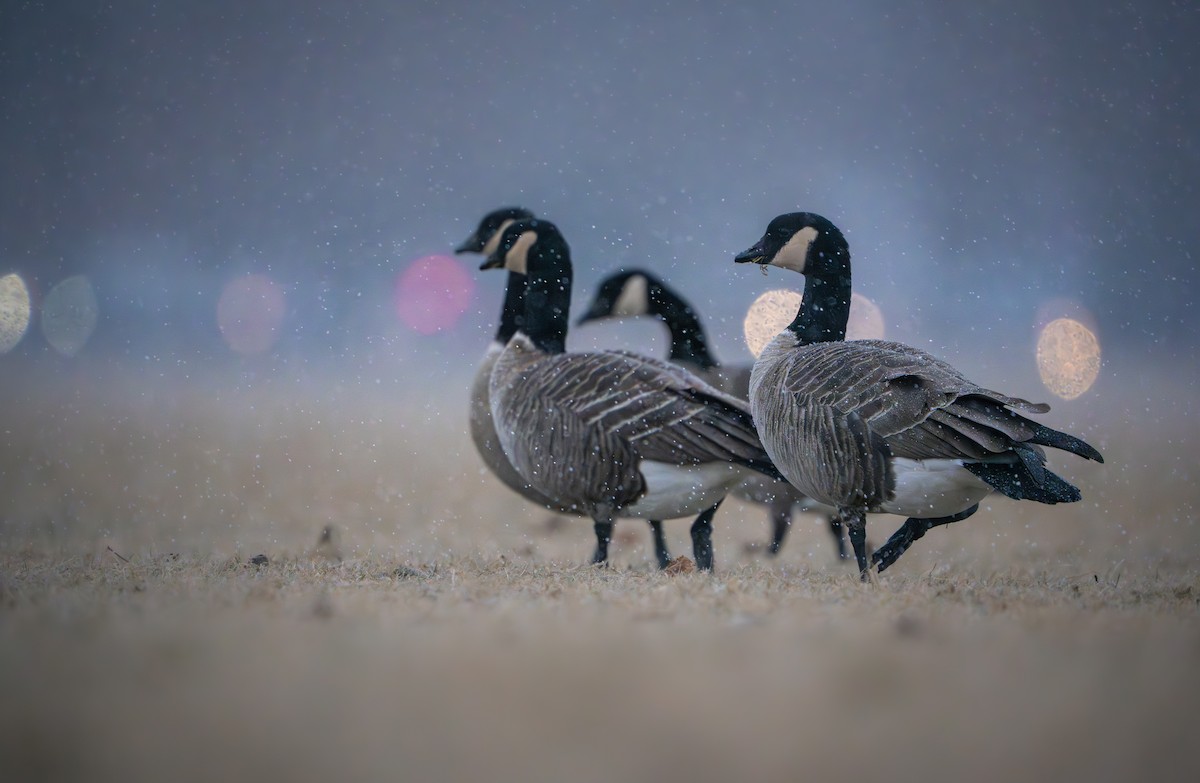 Cackling Goose - Phillip Stosberg