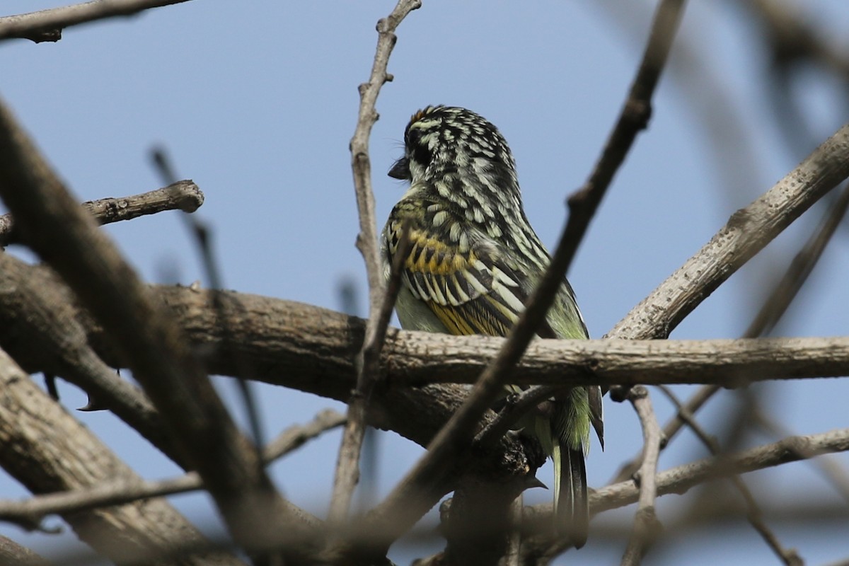 Yellow-fronted Tinkerbird - ML628808326