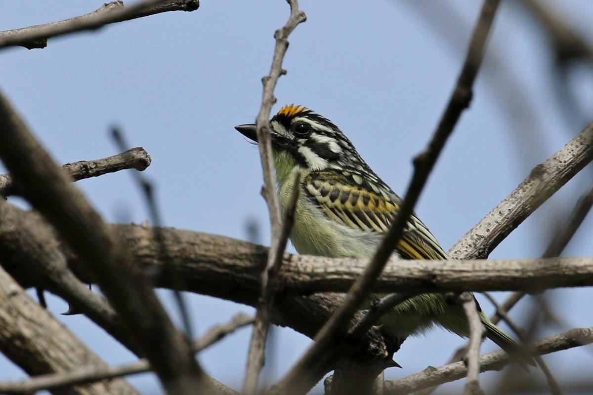 Yellow-fronted Tinkerbird - ML628808327