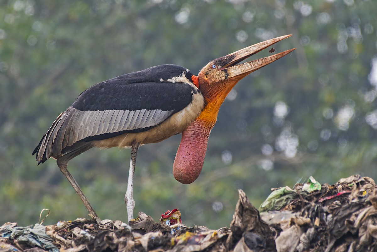 Greater Adjutant - ML628808808