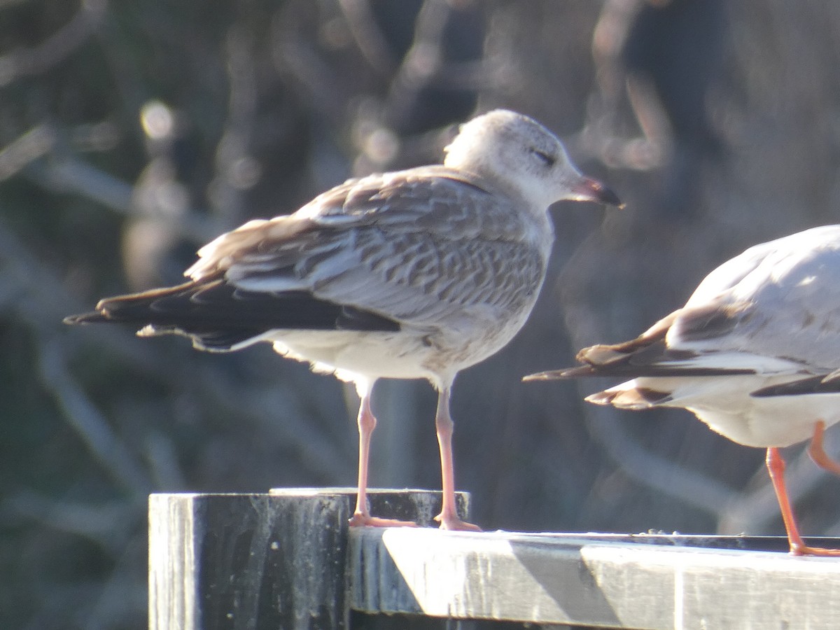 Common Gull - ML628808870