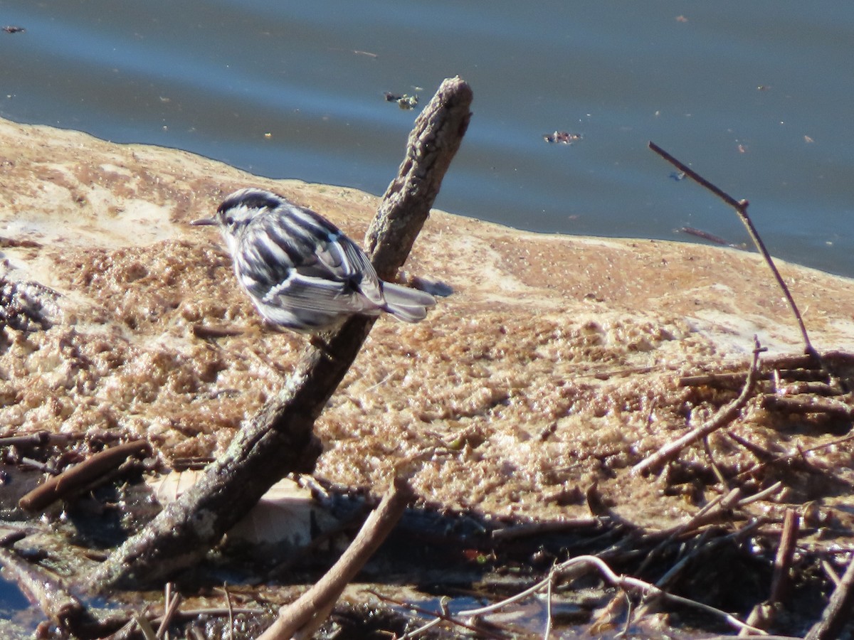 lesňáček černobílý - ML628809031