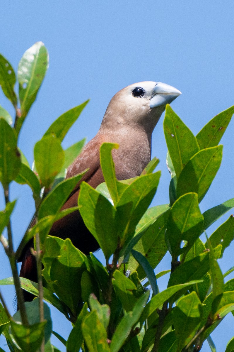 White-headed Munia - ML628809132