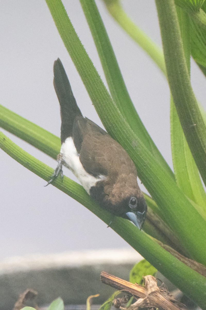 Javan Munia - ML628809134