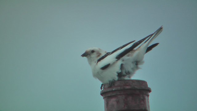 Цасч хөмрөг - ML628809321
